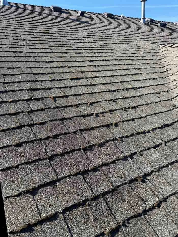 Asphalt shingle roof with thick green moss along the shingle edges and in the valley, tall evergreens standing behind the house